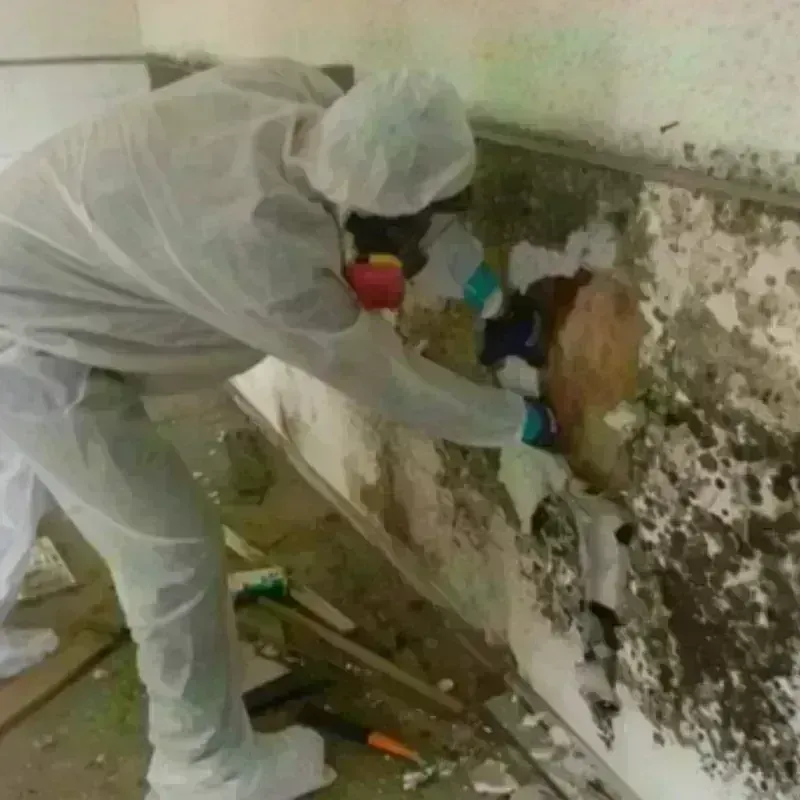 Mold Remediation and Removal in Middlebury, CT